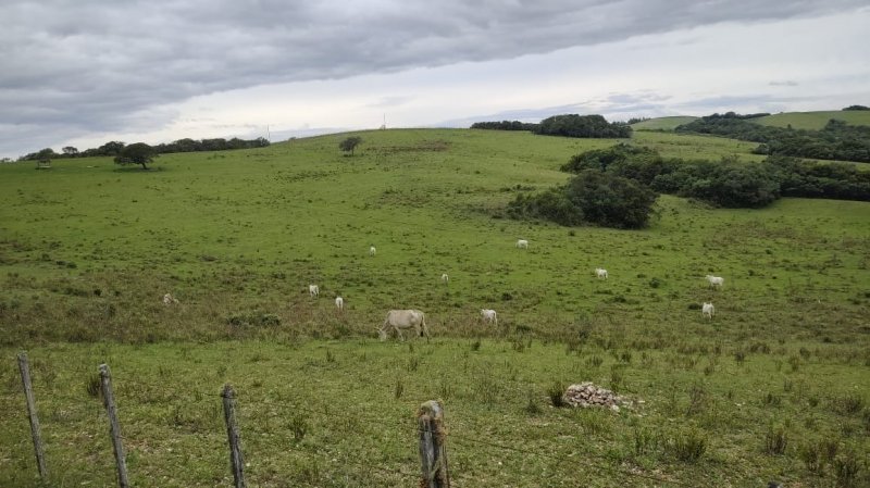 Fazenda - Venda - Zona Rural - Santana da Boa Vista - RS